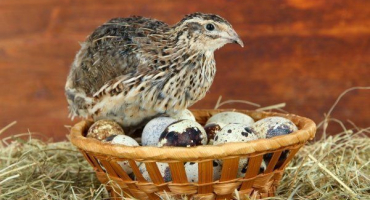 Když křepelky začnou spěchat?